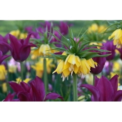 Жовта корона імператорського і фіолетового тюльпана - 18 шт - 