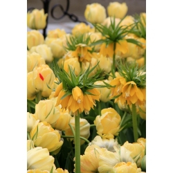 Жовта корона імператорська і двоквітковий жовтий тюльпан - 18 шт - 