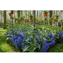 Oranje kroon keizerlijke en blauwe druif hyacint - 12 delige set - 