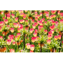 Orange crown imperial and creamy–pink tulip set – 18 pcs