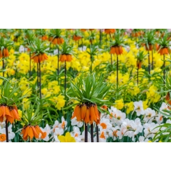 Orange crown imperial and narcissus selection set – 18 pcs