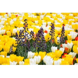 Hoa huệ đen Ba Tư và hoa tulip trắng, cam và vàng - 18 chiếc - 