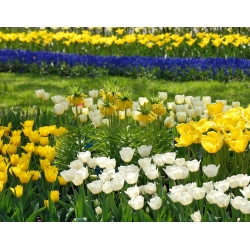 Žlutá korunka císařská s bílými a žlutými tulipány - sada 12 ks - 