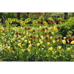 Vương miện màu cam và màu vàng với hoa tulip màu vàng - bộ 14 mảnh - 