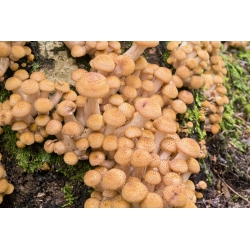 قارچ و عسل عسل - 3 گونه قارچ - شاخه های تخم ریزی ، شاخه های میسلیوم - 