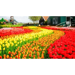 Komplet tulipanov - rdeča, rumena in marelična z rumenim robom - 45 kosov - 