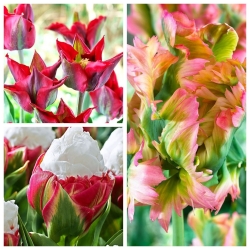 Set tulip paling orisinal - 6 varietas - 30 pcs - 