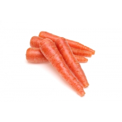Zanahoria - Nantejska Polana - 5100 semillas - Daucus carota