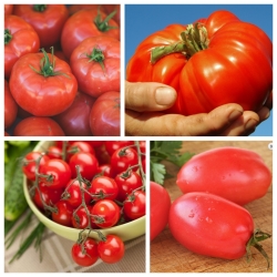 Tomaten-Fantasie - Set Nr. 2 - Samen von 4 Sorten - 