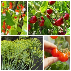 Sayur-sayuran untuk penanaman periuk - benih 4 spesies tumbuhan - 