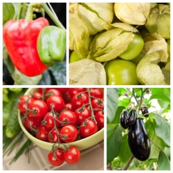 Паслен (пасленовые) - Набор 1 - семена 4 видов овощных растений - 