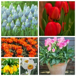 Избор најлепших украсних биљака - велики пакет! - 