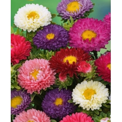 Asters Chinensis – Spark - mix - 360 frø - Callistephus chinensis