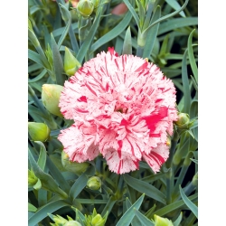 Karafiát "Szabo" - viacfarebný odrodový mix; klinček ružový - 99 semien - Dianthus caryophyllus Chabaud - semená