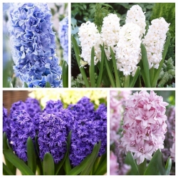 Double–flowered hyacinth – Set of 4 varieties – 24 pcs