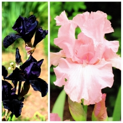 Iris - kontras hitam dan merah jambu - 10 pcs - 