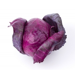 Red head cabbage "Mars" - medium-early variety