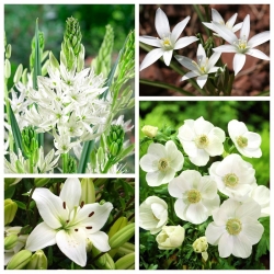 Белая композиция - выбор из 4 видов растений - 50 шт. - 