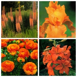 Orange–flowered plant composition – Set of four plant species – 32 pcs