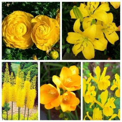 Κίτρινη ανθοφορία σύνθεση φυτών - Σετ πέντε φυτικών ειδών - 80 τεμ - 