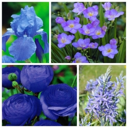 Blue arrangement – Set of 4 plant species – 65 pcs