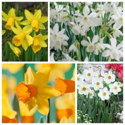 Pemilihan daffodils yang semakin meningkat - 60 pcs - 