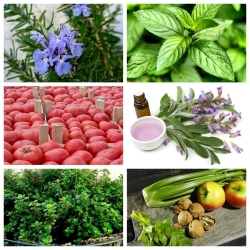 Haşere ilacı tesis seti - lahana güvesi - 6 bitki türünün tohumları - 