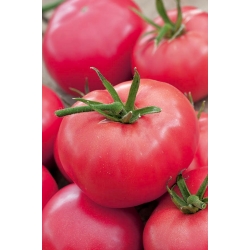 Rosa-Tomate "Adonis" – Freilandtomate