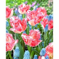 Ružičasti (crispa) tulipan + grožđe zumbul - Set od 50 kom