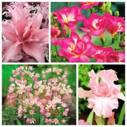 ピンクのアレンジメント -  4植物種セット -  100個 - 