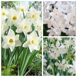 Balto ziedu daffodils izvēle - 45 gab - 