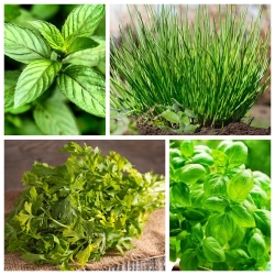 Sudut Herb - cakera 4x8 cm dengan herba yang popular - 