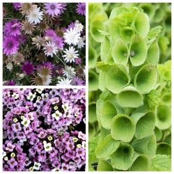 garden seeds market