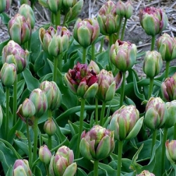 Tulpės Boa Vista - pakuotėje yra 5 vnt - Tulipa Boa Vista