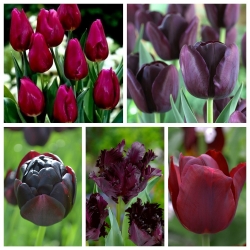 Valg af tulipaner med mørkefarvede blomster - 50 stk - 