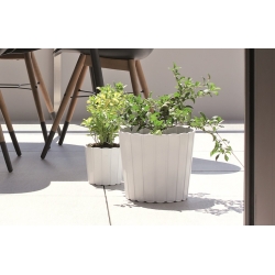 Pot tanaman bundar "Boardee Basic" - 14,4 cm - putih - 