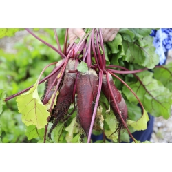 BIO Kırmızı uzun pancar - Sertifikalı organik tohumlar - Beta vulgaris