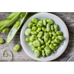 BIO Broad bean - benih organik bersertifikat; kacang fava, kacang kuda - Vicia faba L. - biji