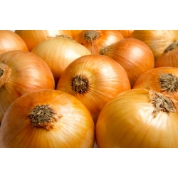 BIO Onion - certificirano organsko sjeme - Allium cepa L. - sjemenke