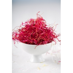 BIO Sprouting seeds - red beetroot - Certified organic seeds