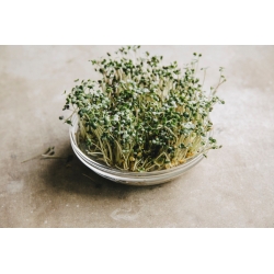 BIO Sprouting seeds - Mustard - benih organik bersertifikat - Brassica juncea - biji