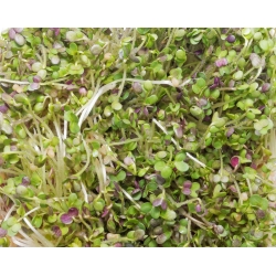 BIO Пророщування насіння - Гірчиця - сертифіковане органічне насіння - Brassica juncea