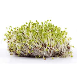 BIO klíčiace semená - horčica - certifikované organické semená - Brassica juncea