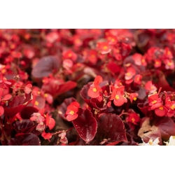 Begonia semperflorens - Raudonas - pakuotėje yra 2 vnt - sėklos