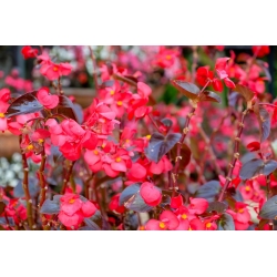 赤い花、赤い葉のワックスベゴニア（繊維状ベゴニア） - Begonia semperflorens - シーズ