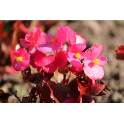 Бегонія рожевого, червонолистого воску (фіброзна бегонія) - Begonia semperflorens - насіння