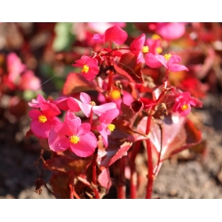 Pink, red-leaved wax begonia (fibrous begonia)