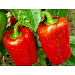 BIO Pepper - benih organik bersertifikat - Capsicum L. - biji