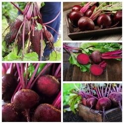 Red beetroot - seeds of 5 vegetable plants' varieties