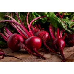 红甜菜根“Karmazyn” -  Beta vulgaris - Karmazyn - 種子